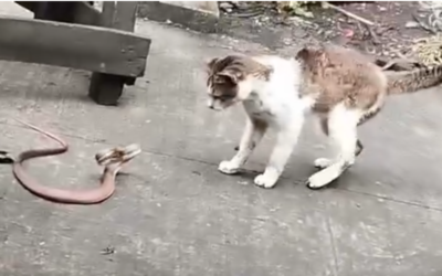 Cat vs. Snake – Who Wins the Battle?