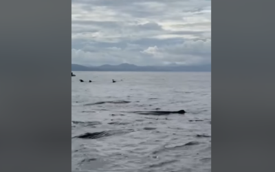 Dolphins, Whales, and Sharks: A Rare Marine Encounter